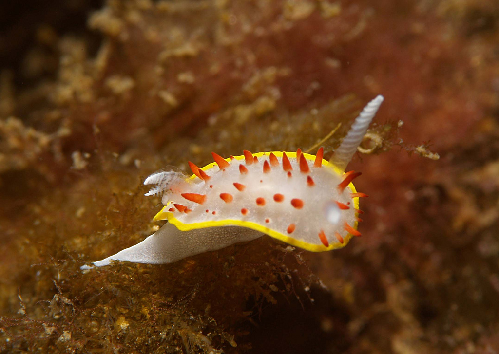 Diaphorodoris papillata